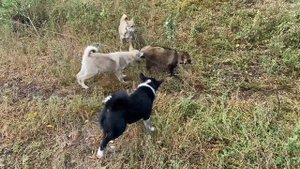 Притравка щенков гибридов третьего поколения волка и лайки !