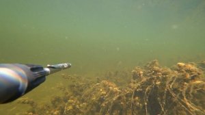 подводная охота на сазана. маныч веселовское водохранилище. охота с пеленгас варвар 70 июнь 2022