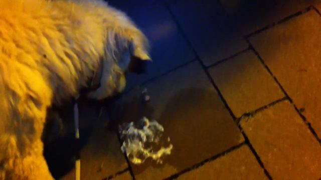 СОБАКУ ВЫКИНУЛИ - ПАЛЕВЫЙ СТАРИЧОК ИСТОЩЁННЫЙ 2 смотреть онлайн