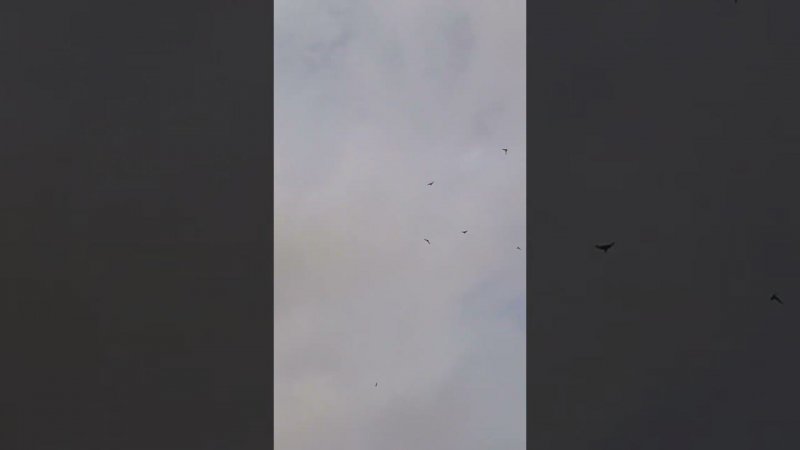 Голуби Ломова Гон после отдыха