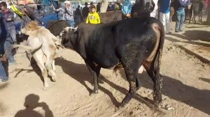 Молбозори Хулбук нархи гусфанд букача гови ширте 7 октября 2022 г.