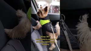 Йоркширский терьер - отличный охранник!  Yorkshire Terrier is an excellent guard dog!