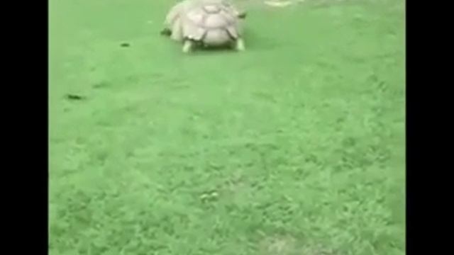 Есть друзья, а для них, у друзей нет ВЫХОДНЫХ! Смешные видио про животных! смотреть онлайн