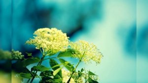 Травы и Цветы Вместо Чая и Кофе