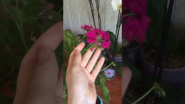 Ампельная плющелистная пеларгония PAC Nealit 2 смотреть онлайн