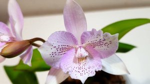 #GVOS2020 | Caulocattleya Chantilly Lace Twinkle | The Orchid Room - 4