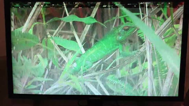 Samsung u28e590d 4k@60fps picture erros смотреть онлайн