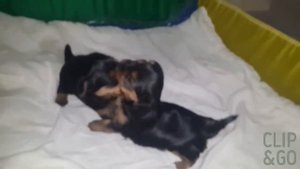 Щенки йоркширского терьера 3 недели и 3 дня