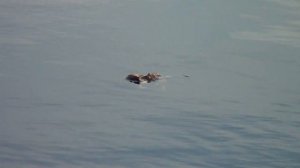 КОП ПОИСК  ЦАРСКИХ МОНЕТ НА ПОСТОЯЛОМ ДВОРЕ