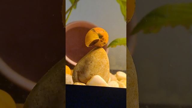 улитка спит смотреть онлайн