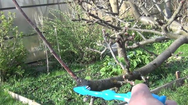 Обрезка сада. Чем замазать срезы веток