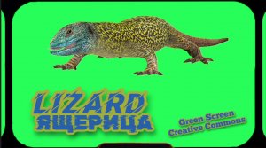 Ящерица видео Green Screen футаж Хромакей анимация на зелёном фоне