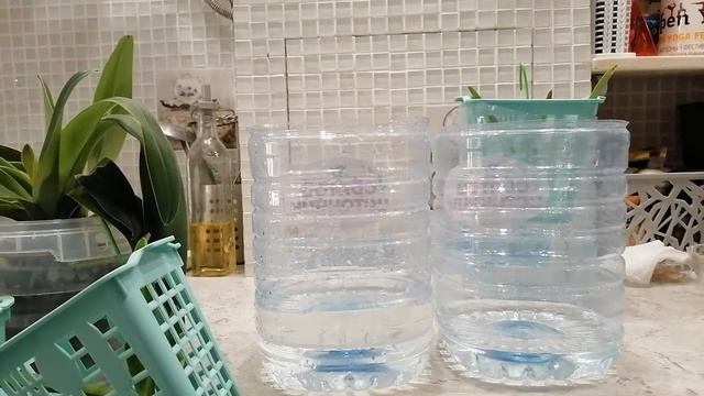 Тестирую японское удобрение fujima на вандах и башмачке ????? смотреть онлайн