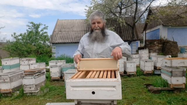 Метод Стоянова. Гомогенат из трутневых личинок ! биологический метод борьбы с клещом. смотреть онлайн