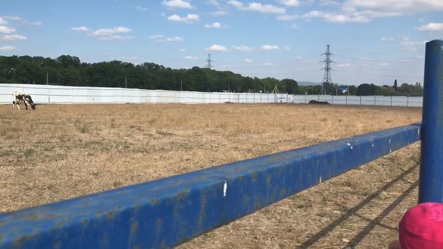 #Анапа Страусиная ферма? Контактный зоопарк для детей смотреть онлайн