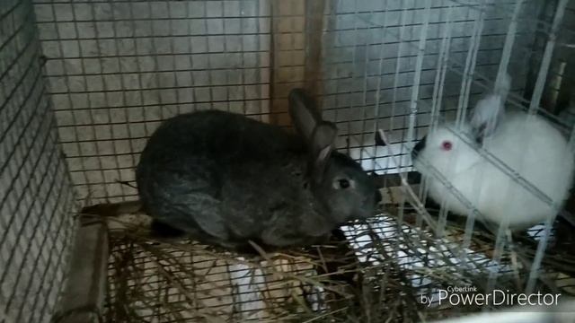 ЗИМНИЙ ПЕРЕПЕЛЯТНИК БЕЗ ОБОГРЕВА. КАКИЕ КУРЫ НЕСУТСЯ ПРИ -15С° смотреть онлайн