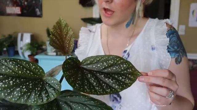 MY INDOOR BEGONIA PLANT COLLECTION | JUNE 2019 | PLANT TOUR | ESCARGOT! смотреть онлайн