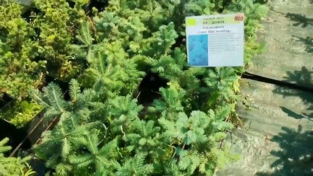 Питомник "Плодовое" Тюмень. Выбираю растения в свой сад? смотреть онлайн