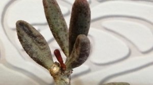 Адромискус Марианны херрей Пламп Ливс