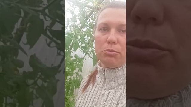 Закрываю сезон. Начинаю наводить порядок в теплице ?️??#урожай #перцы #томаты