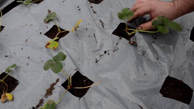 Посадка Клубники для Зимнего выращивания! смотреть онлайн