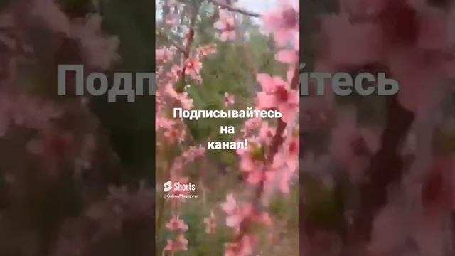 ? Обильный цвет персика в моем саду!