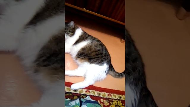 VID 20200207 133022 1 Моя любимая кошечка, Маня. смотреть онлайн