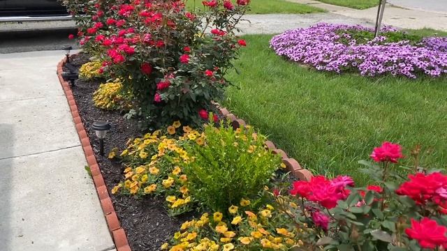 ?Double knock out roses Update? смотреть онлайн