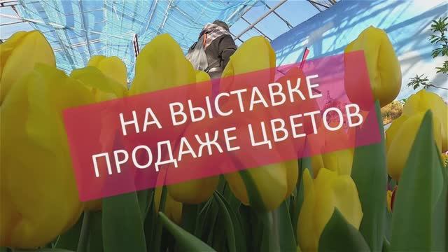 Цветы на выставке в Твери