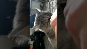 Бешеная кошка