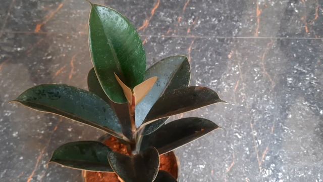 Air Purifying plants and fancy pots sale. ph no :97440 14235 смотреть онлайн