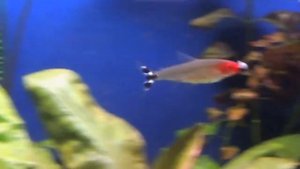 Родостомус. Неоправданные надежды