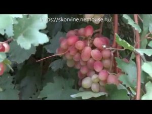 Сорта винограда 2018. Сенсация - как всегда красавица