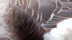 #гуси #Тульские бойцовые #Горьковскиегуси