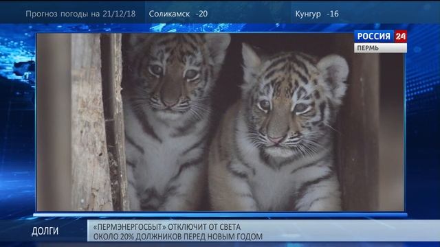 Пермские тигрята вышли на зимнюю прогулку смотреть онлайн