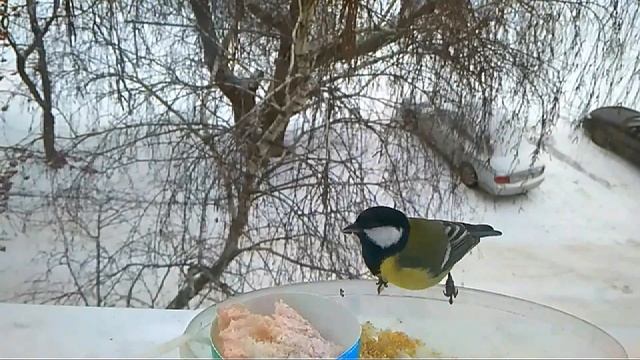 Завтрак синиц ? Этот прекрасный мир смотреть онлайн