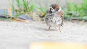 Наблюдение за птицами. Полевой воробей. Первые часы вне гнезда