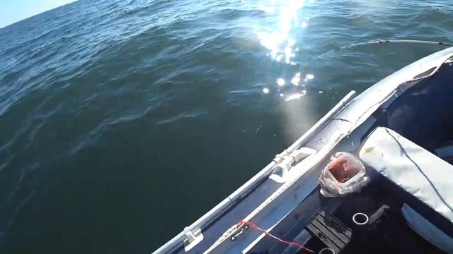 Поехали за камбалой, а поймали лосось!