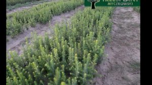 Sadzonki 2/0 Świerk Pospolity "PICEA ABIES" 15-30 cm Producent Treesplant.pl