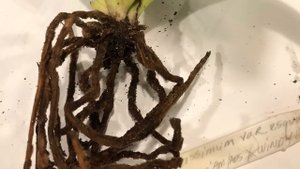 Обзор орхидей по группе пафиопедилум или венерин башмачок. Наработка опыта за 2,5 года выращивания.