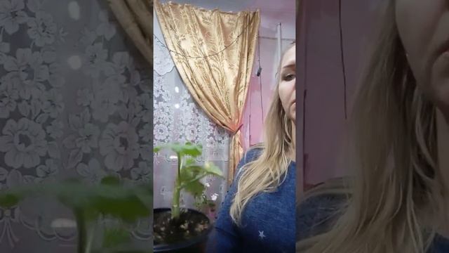 Обзор пеларгоний ( герань). смотреть онлайн