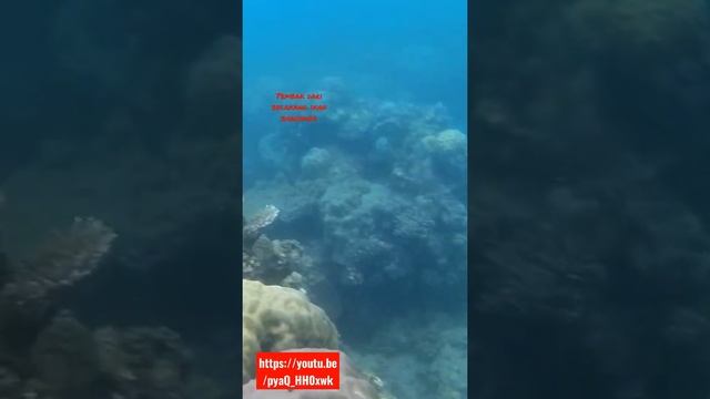 tembak bokong ikan baronang batik https://youtu.be/pyaQ_HH0xwk