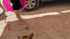 Должанская коса. Чистый берег, рядом с Ростовским пляжем. 11.06.2022 Обустройство