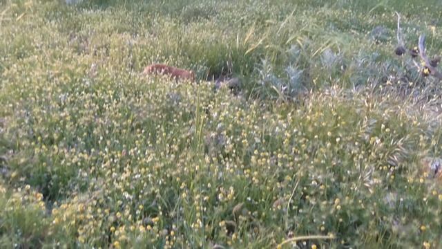 Природа и жизнь И встретились в лесу два рыжих-кот и лис -позитив! смотреть онлайн