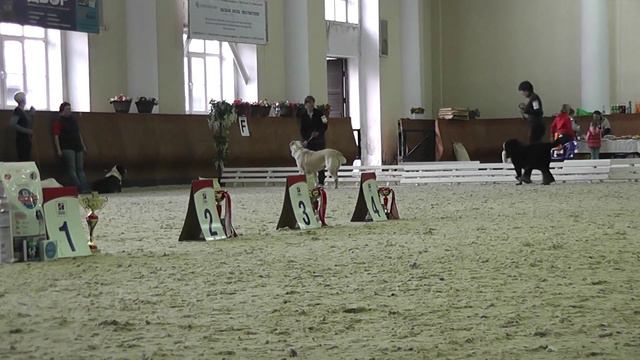 Выставка среднеазиатских овчарок "Азиат-2015", 02.05.15 г., Москва смотреть онлайн