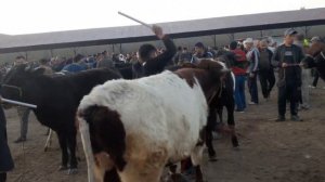 SAMARQAND TAYLOQ ADAS MOL BOZORI