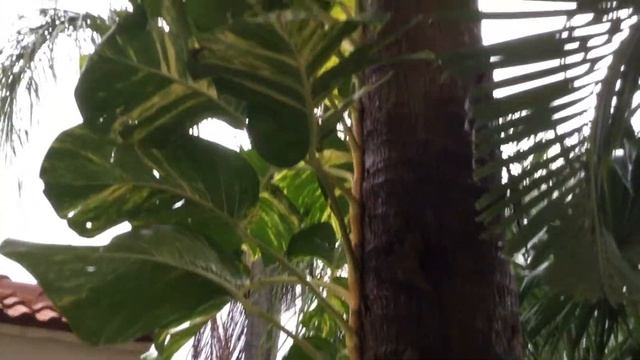 PO565 - Golden Pothos - Epipremnum Aureum - Climbing a Cabbage Palm - 06/19/19 смотреть онлайн