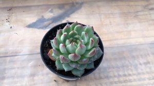 Echeveria Beatrice