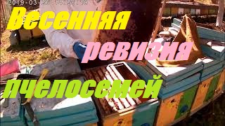 Пасека перезимовала 100%.Первый весенний осмотр пчелосемей 2021 года.Кочевая пасека.