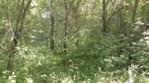Тест камуфляжа Березка (Серебряный лист). Лето / Camouflage test Berezka (Silver leaf). Summer